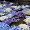 いばらきフラワーパークの紫陽花2023！開花状況と見ごろについて【茨城】