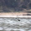  カタグロツバメゲリ River Lapwing