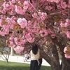 パリ植物園の桜
