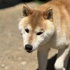 老犬ホームあん｜新人さん ハチ^^