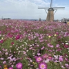 コスモス畑に癒される。