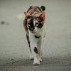与太郎小日記「猫猫犬」
