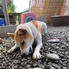 2匹も犬を飼うなんて私には無理｜質素な弁当