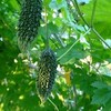 エコに涼しく！ゴーヤカーテンの作り方