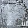 雪の並木道