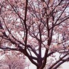 桜が咲いたり散ったり……