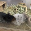 しろごまあん839日目