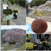 中山道・木曽路ツー　天下第一の桜「高遠城址」🌸　🌸