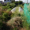 トウモロコシ周辺を除草しました