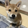 柴犬あきとの生活　78