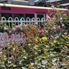 #第39回川の手荒川まつり