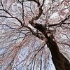 🌸谷中 長明寺の枝垂桜　その②