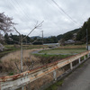 月と本郷の瀧桜（又兵衛桜）