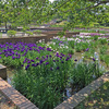 ワクチン接種後 庄堺公園の花菖蒲園へ