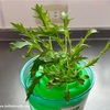 教材の水耕栽培キットで水菜作り〜