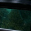 グラスボトムボート