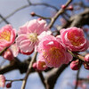 「功名が辻」第2回
