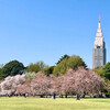 桜吹雪の週末