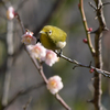 またまた近所で鳥見を（２０２１　０２１３）その２。