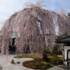 高台寺のしだれ桜