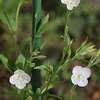 白花なのに赤花