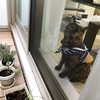 カーペット干し干しとハロウィンリース。