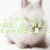 うさぎの魅力とは？うさぎがペットとして注目される理由
