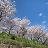 桜花爛漫