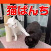 猫パンチをお見舞いするにゃ！ケンカをする猫たち。Cat punch!Cats fighting.