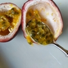 鉢植えで収穫したパッションフルーツを食べてみました・・・