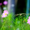 神戸総合運動公園のコスモスの花を観に行ってきました