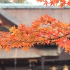 北野天満宮もみじ苑〜京都紅葉めぐり〜