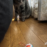 猫が見つけてきたもの