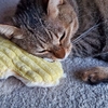 我が家の猫達😺