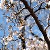 京都の桜情報：天神川桜並木のソメイヨシノ開花！