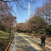 駒沢公園の桜