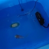エラ病から生還した高齢金魚