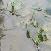 あなたに惹かれる・6  ミズアオイ