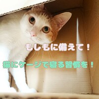 猫と一緒に寝る 寝ない 猫をケージに入れて寝る理由 Ronちゃんたろ ねこな日々