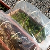 ミニ温室プランターで葉物野菜を栽培