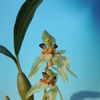 Coelogyne assamica