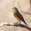 🐦野鳥の回【35】🆕 ルリビタキ♀（瑠璃鶲）他ジョウビタキ♂♀・モズっち