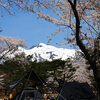 岩木山桜林公園の桜がほぼ満開 お花見キャンプもできます