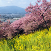 ピンクと黄色のコラボ、まつだ桜まつりに行ってきました。