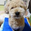 ニゴ寝