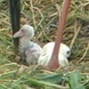 放鳥コウノトリのヒナ誕生！