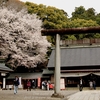 常盤神社と山桜・・