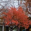 【観光スポット巡り ＃９】大通り公園紅葉からのテレビ塔 いざ夜景へ