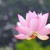 「大河ハス」を記録してきました。其の二