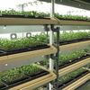 三菱樹脂による甘草の植物工場生産。人工光による苗生産と露地栽培を融合した栽培手法を採用